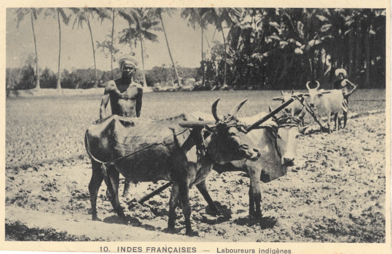 13-03 - Inde francaise - labourage